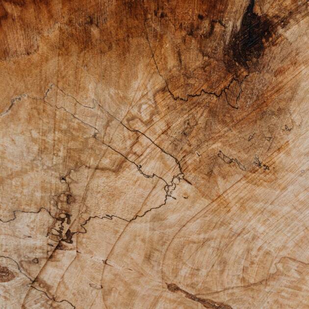 🌰 Le châtaignier – une essence traditionnelle